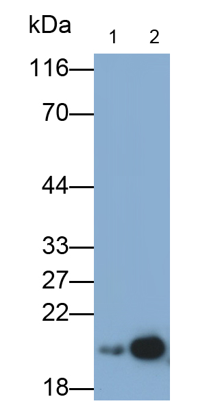 Polyclonal Antibody to Bcl2 Associated X Protein (Bax)