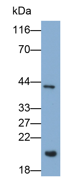 Polyclonal Antibody to Bcl2 Associated X Protein (Bax)
