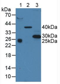 Polyclonal Antibody to Tetraspanin 30Cluster of Differentiation 63 (CD63)