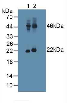 Polyclonal Antibody to Pituitary Adenylate Cyclase Activating Peptide (PACAP)