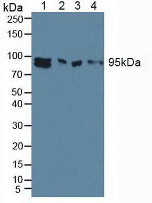 Polyclonal Antibody to Aryl Hydrocarbon Receptor (AhR)