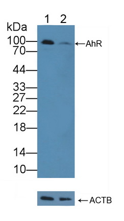 Polyclonal Antibody to Aryl Hydrocarbon Receptor (AhR)