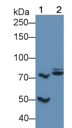 Polyclonal Antibody to Vascular Endothelial Growth Factor Receptor 2 (VEGFR2)