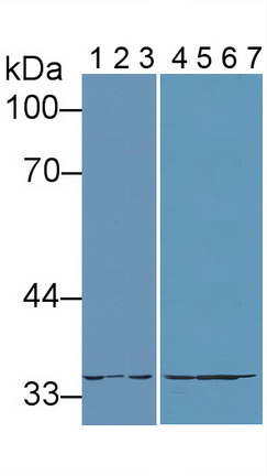 Polyclonal Antibody to Lactate Dehydrogenase A (LDHA)