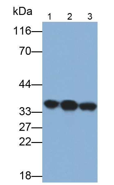 Polyclonal Antibody to Lactate Dehydrogenase A (LDHA)