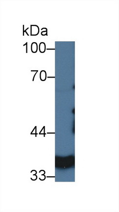 Polyclonal Antibody to Lactate Dehydrogenase A (LDHA)