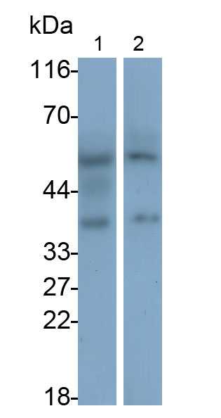 Polyclonal Antibody to Lactate Dehydrogenase A (LDHA)