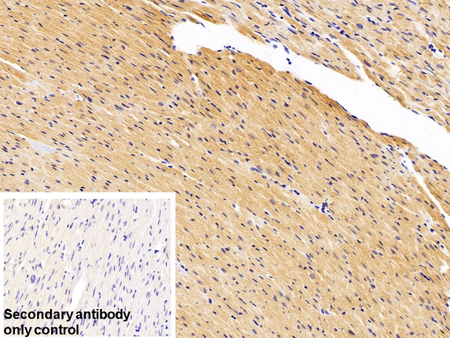 Polyclonal Antibody to Lactate Dehydrogenase A (LDHA)