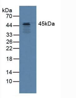 Polyclonal Antibody to Serpin B3 (SERPINB3)