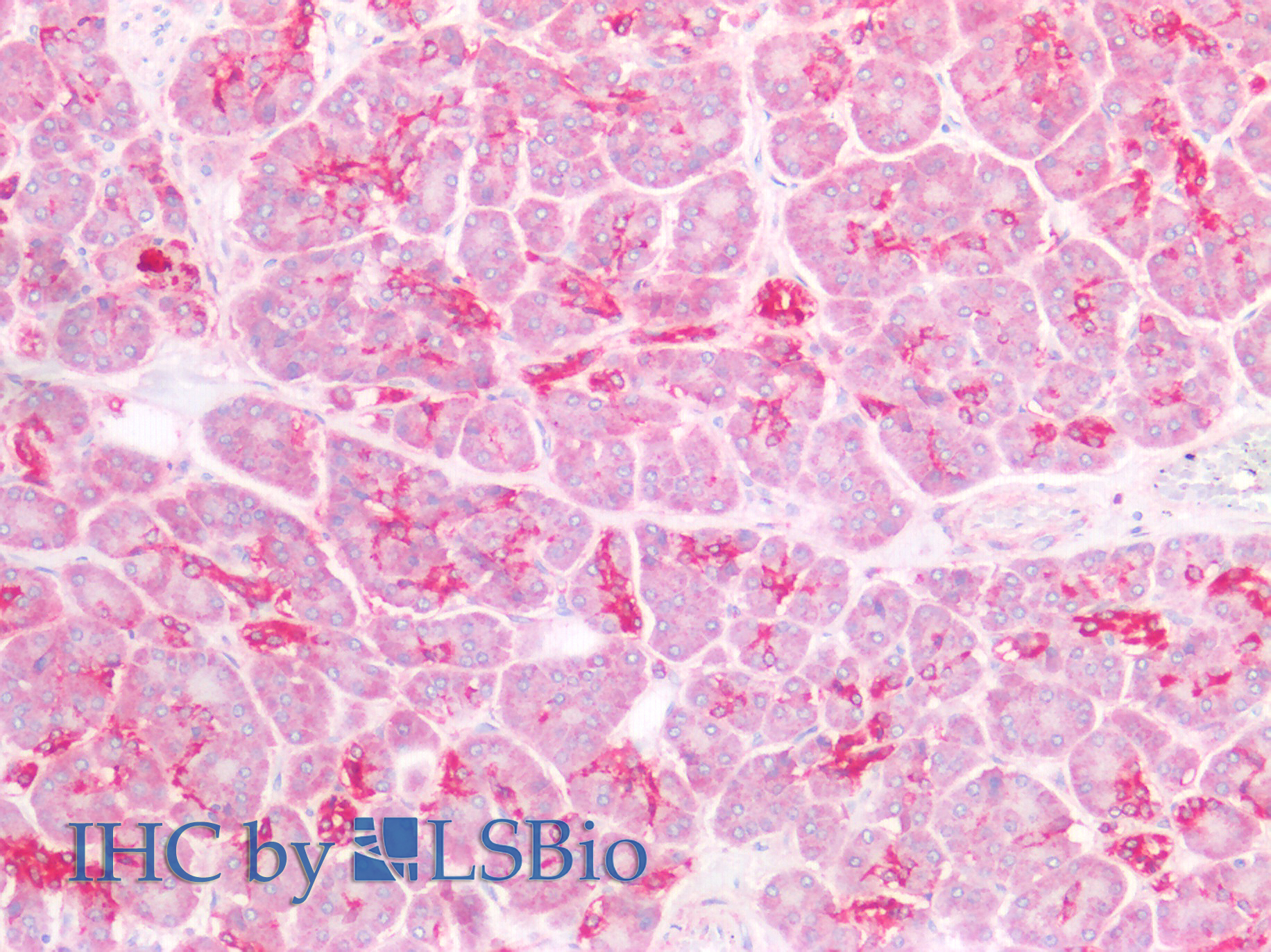 Polyclonal Antibody to Defensin Beta 1 (DEFb1)