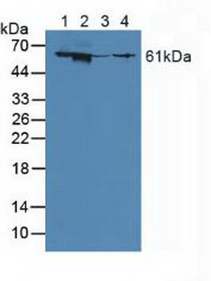 Polyclonal Antibody to Gamma-Glutamyltransferase 1 (gGT1)