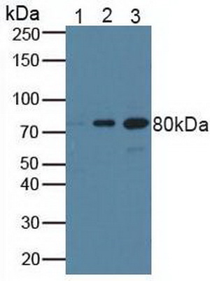 Polyclonal Antibody to Breast Cancer Susceptibility Protein 1 (BRCA1)