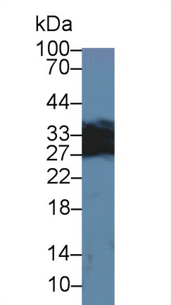 Polyclonal Antibody to Immunoglobulin Associated Alpha (Iga)