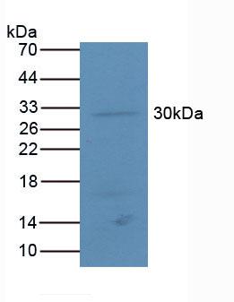 Polyclonal Antibody to Activating Transcription Factor 4 (ATF4)