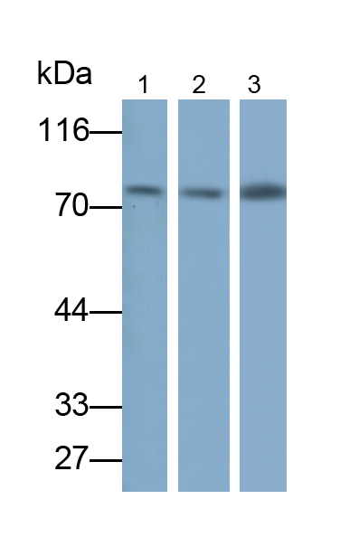 Polyclonal Antibody to Von Willebrand Factor A Domain Containing Protein 2 (vWA2)