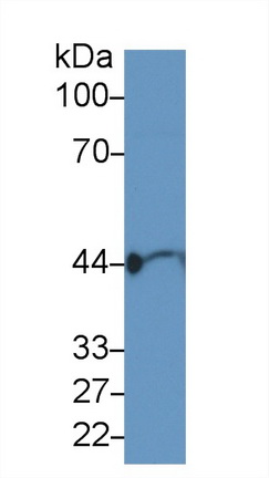 Polyclonal Antibody to Gamma Actin (ACTG)