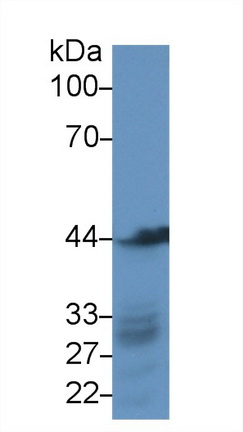 Polyclonal Antibody to Gamma Actin (ACTG)