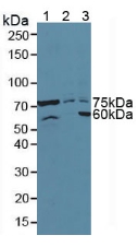 Polyclonal Antibody to Activating Transcription Factor 6 (ATF6)