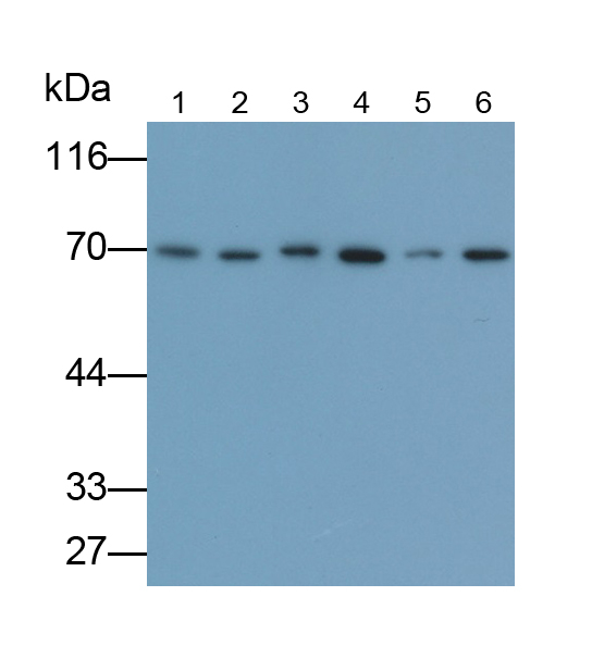 Polyclonal Antibody to Activating Transcription Factor 6 (ATF6)