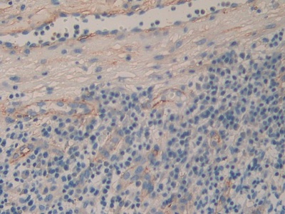 Polyclonal Antibody to Cluster of Differentiation 90 (CD90)