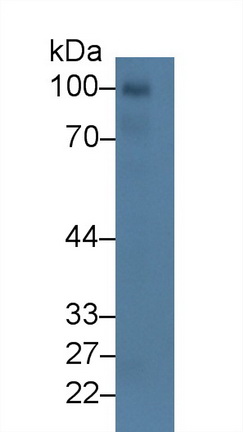 Polyclonal Antibody to Complement Component 1, Q Receptor (C1qR1)