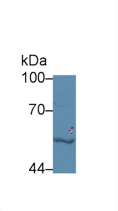 Polyclonal Antibody to Lipopolysaccharide Binding Protein (LBP)