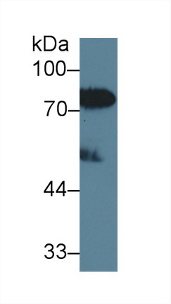 Polyclonal Antibody to Lipopolysaccharide Binding Protein (LBP)