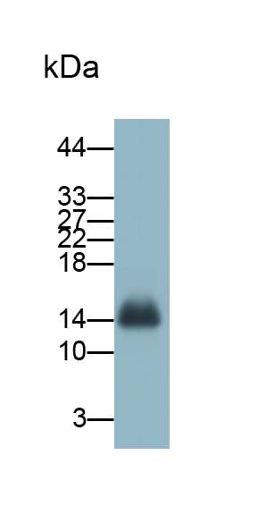 Polyclonal Antibody to Hemoglobin (HB)