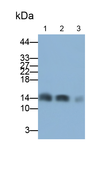 Polyclonal Antibody to Hemoglobin (HB)