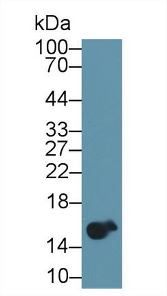 Polyclonal Antibody to Hemoglobin (HB)