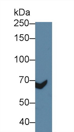 Polyclonal Antibody to Cluster Of Differentiation 97 (CD97)