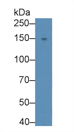 Polyclonal Antibody to Adenylate Cyclase 6 (ADCY6)