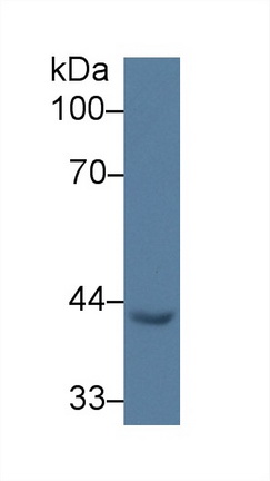 Polyclonal Antibody to Early Growth Response Protein 3 (EGR3)