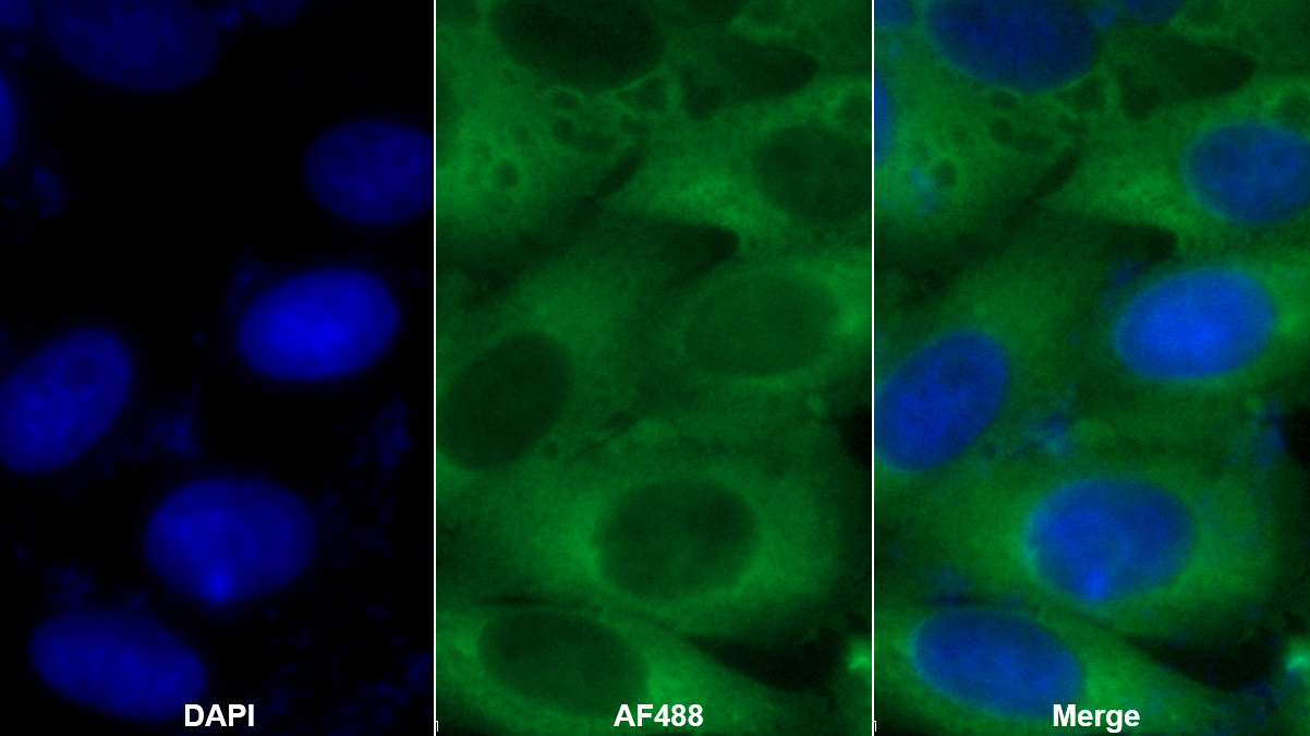 Polyclonal Antibody to Enolase 1 (ENO1)