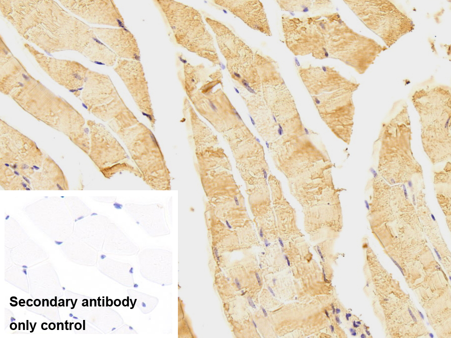 Polyclonal Antibody to Enolase 1 (ENO1)