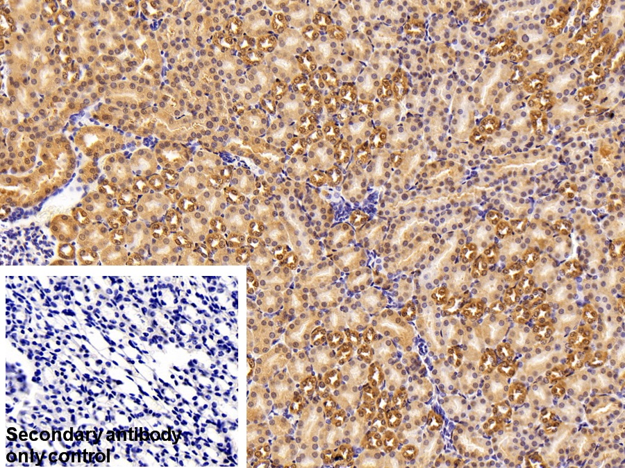 Polyclonal Antibody to Enolase 1 (ENO1)