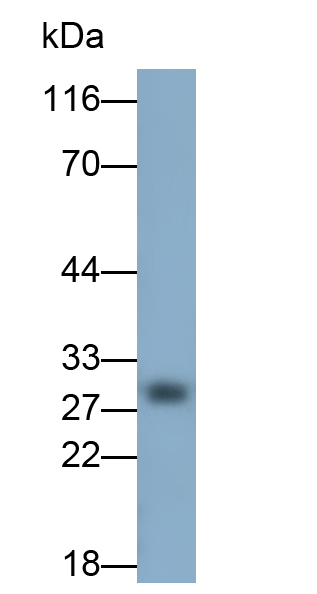 Polyclonal Antibody to Azurocidin (AZU)