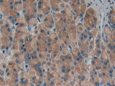 Polyclonal Antibody to Connexin 40 (CX40)