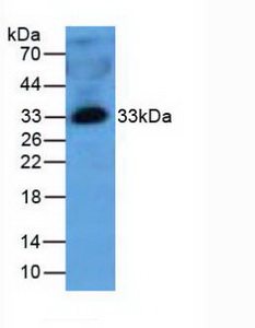 Polyclonal Antibody to Mannose Binding Lectin (MBL)