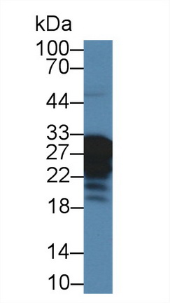 Polyclonal Antibody to Mannose Binding Lectin (MBL)