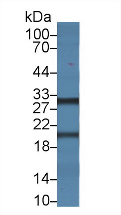 Polyclonal Antibody to Mannose Binding Lectin (MBL)