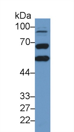 Polyclonal Antibody to Calreticulin (CALR)