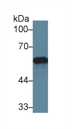 Polyclonal Antibody to Endoplasmic Reticulum Resident Protein 57 (ERp57)