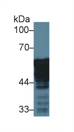 Polyclonal Antibody to Endoplasmic Reticulum Resident Protein 57 (ERp57)