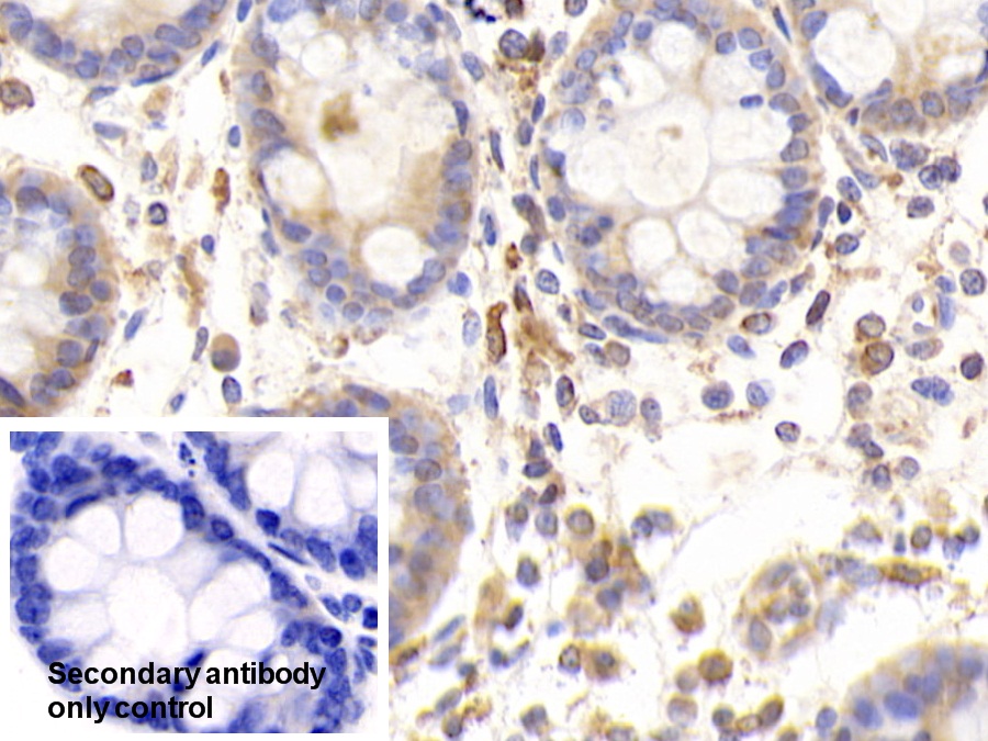 Polyclonal Antibody to Endoplasmic Reticulum Resident Protein 57 (ERp57)
