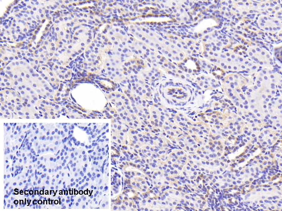 Polyclonal Antibody to Endoplasmic Reticulum Resident Protein 57 (ERp57)