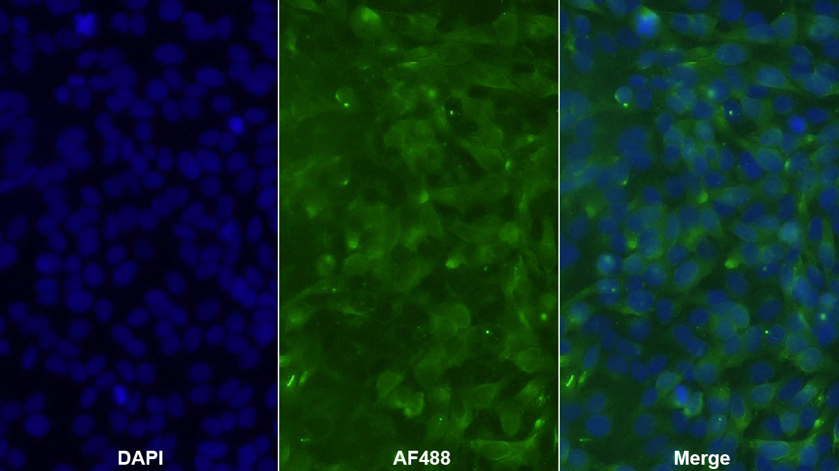 Polyclonal Antibody to Heat Shock 10kDa Protein 1 (HSP10)
