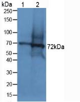 Polyclonal Antibody to Dystrophin (DMD)