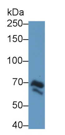 Polyclonal Antibody to Dystrophin (DMD)