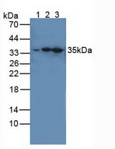 Polyclonal Antibody to Interleukin 1 Receptor Associated Kinase 4 (IRAK4)